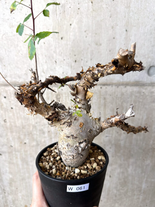 【現品限り】コミフォラ・カタフ ターカネンシス 現地株 発根済み 約10ヶ月管理【W61】 Commiphora kataf turkanensis【植物】塊根植物 夏型 コーデックス - 画像 (2)