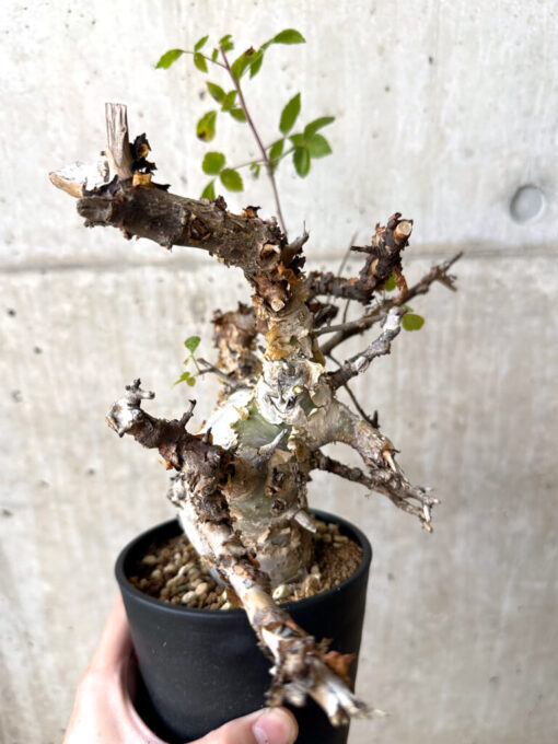 【現品限り】コミフォラ・カタフ ターカネンシス 現地株 発根済み 約10ヶ月管理【W61】 Commiphora kataf turkanensis【植物】塊根植物 夏型 コーデックス - 画像 (4)