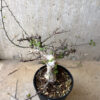 【現品限り】コミフォラ・カタフ ターカネンシス 現地株 長期管理【W62】 Commiphora kataf turkanensis【植物】塊根植物 夏型 コーデックス