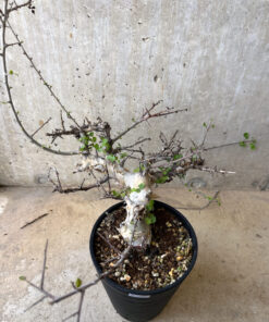 【現品限り】コミフォラ・カタフ ターカネンシス 現地株 長期管理【W62】 Commiphora kataf turkanensis【植物】塊根植物 夏型 コーデックス