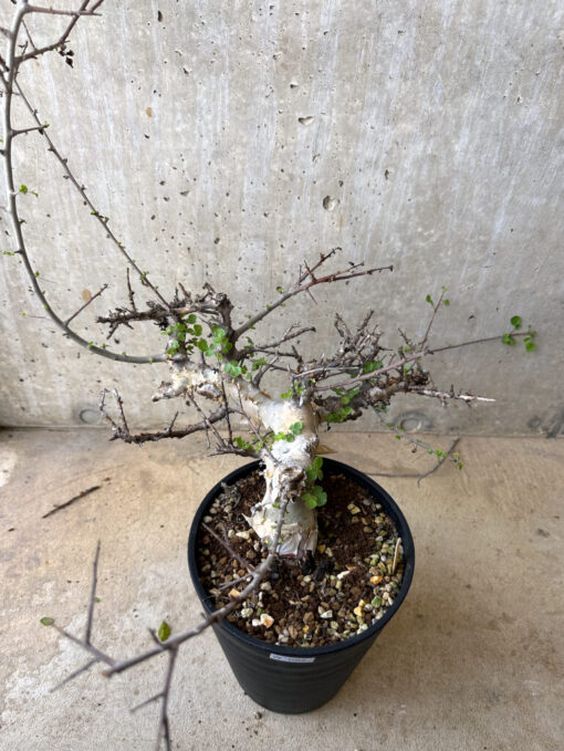 【現品限り】コミフォラ・カタフ ターカネンシス 現地株 長期管理【W62】 Commiphora kataf turkanensis【植物】塊根植物 夏型 コーデックス