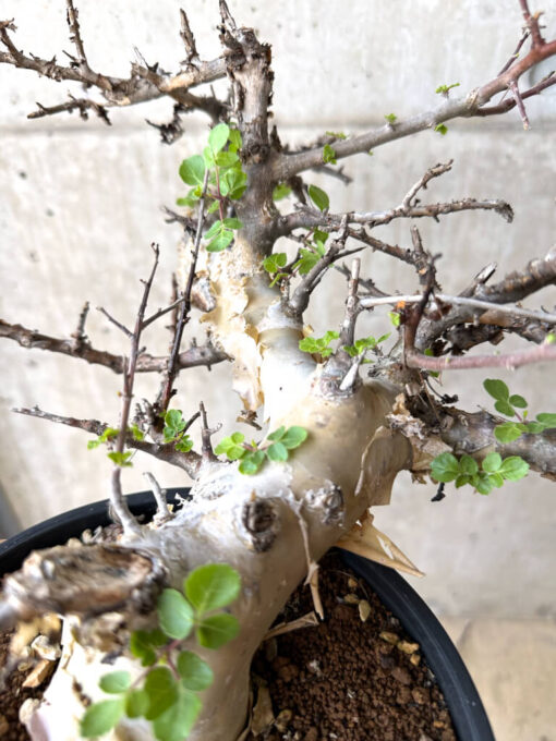 【現品限り】コミフォラ・カタフ ターカネンシス 現地株 長期管理【W62】 Commiphora kataf turkanensis【植物】塊根植物 夏型 コーデックス - 画像 (4)
