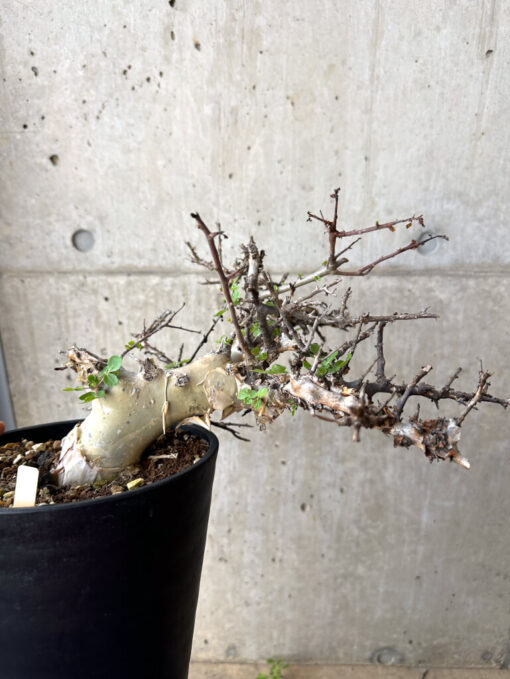 【現品限り】コミフォラ・カタフ ターカネンシス 現地株 長期管理【W62】 Commiphora kataf turkanensis【植物】塊根植物 夏型 コーデックス - 画像 (5)