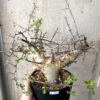 【現品限り】コミフォラ・カタフ ターカネンシス 現地株 長期管理【W63】 Commiphora kataf turkanensis【植物】塊根植物 夏型 コーデックス