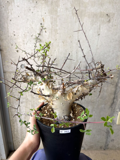 【現品限り】コミフォラ・カタフ ターカネンシス 現地株 長期管理【W63】 Commiphora kataf turkanensis【植物】塊根植物 夏型 コーデックス