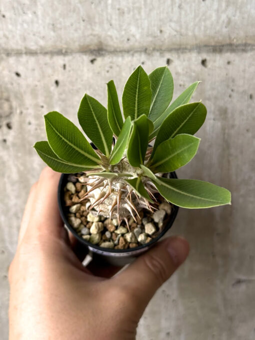 【現品限り】パキポディウム・デンシフローラム【W6】 Pachypodium densiflorum【植物】塊根植物 夏型 コーデックス - 画像 (2)