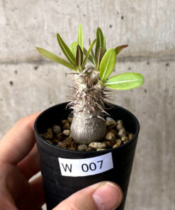【現品限り】パキポディウム・デンシフローラム【W7】 Pachypodium densiflorum【植物】塊根植物 夏型 コーデックス