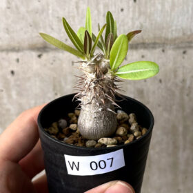 【現品限り】パキポディウム・デンシフローラム【W7】 Pachypodium densiflorum【植物】塊根植物 夏型 コーデックス
