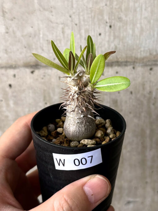 【現品限り】パキポディウム・デンシフローラム【W7】 Pachypodium densiflorum【植物】塊根植物 夏型 コーデックス