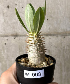 【現品限り】パキポディウム・デンシフローラム【W8】 Pachypodium densiflorum【植物】塊根植物 夏型 コーデックス