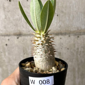 【現品限り】パキポディウム・デンシフローラム【W8】 Pachypodium densiflorum【植物】塊根植物 夏型 コーデックス