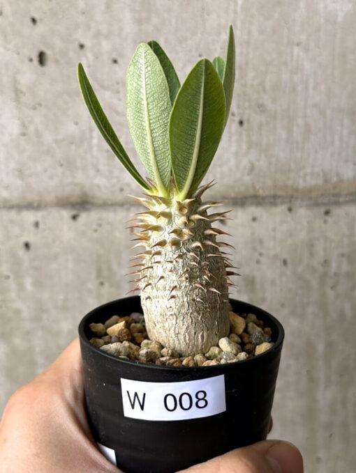 【現品限り】パキポディウム・デンシフローラム【W8】 Pachypodium densiflorum【植物】塊根植物 夏型 コーデックス
