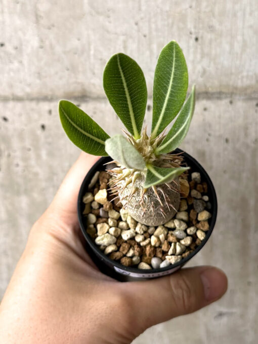 【現品限り】パキポディウム・デンシフローラム【W8】 Pachypodium densiflorum【植物】塊根植物 夏型 コーデックス - 画像 (2)