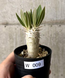 【現品限り】パキポディウム・デンシフローラム【W9】 Pachypodium densiflorum【植物】塊根植物 夏型 コーデックス
