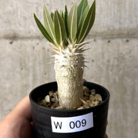 【現品限り】パキポディウム・デンシフローラム【W9】 Pachypodium densiflorum【植物】塊根植物 夏型 コーデックス