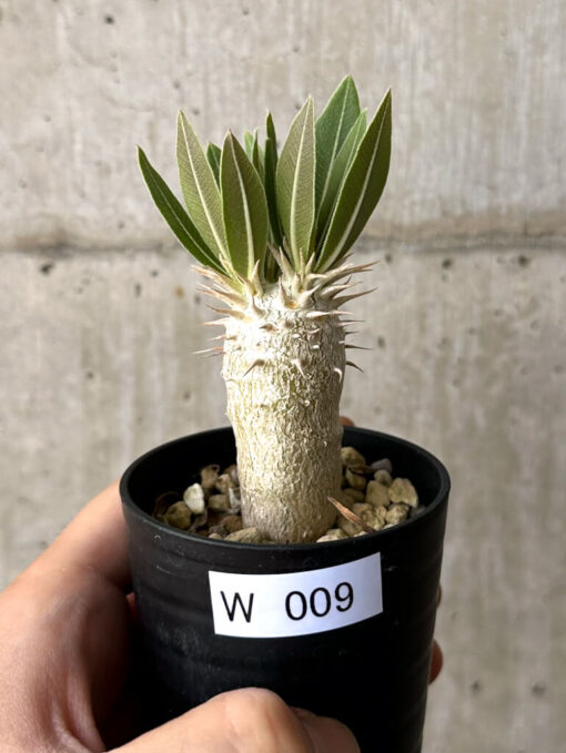 【現品限り】パキポディウム・デンシフローラム【W9】 Pachypodium densiflorum【植物】塊根植物 夏型 コーデックス