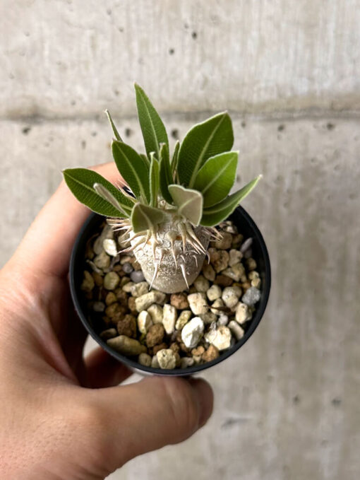 【現品限り】パキポディウム・デンシフローラム【W9】 Pachypodium densiflorum【植物】塊根植物 夏型 コーデックス - 画像 (2)