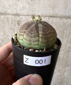 【現品限り】ユーフォルビア・オベサ【Z1】 Euphorbia obesa【植物】塊根植物 夏型 コーデックス