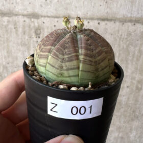 【現品限り】ユーフォルビア・オベサ【Z1】 Euphorbia obesa【植物】塊根植物 夏型 コーデックス
