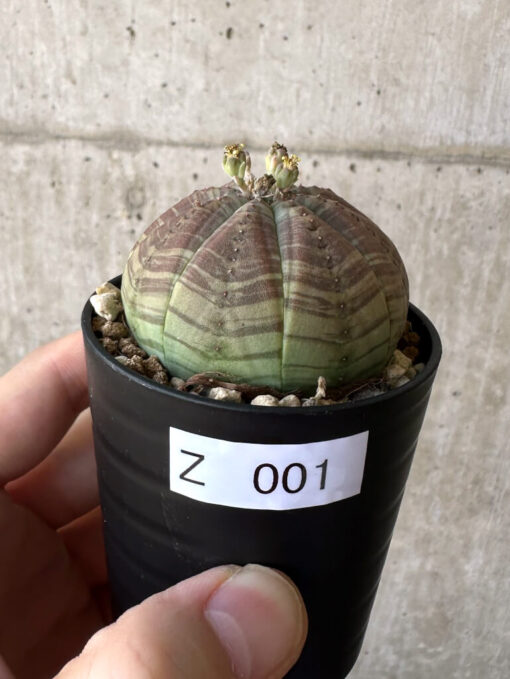 【現品限り】ユーフォルビア・オベサ【Z1】 Euphorbia obesa【植物】塊根植物 夏型 コーデックス