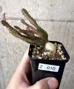 【現品限り】ユーフォルビア・ステラータ 飛竜【Z10】 Euphorbia stellata【植物】塊根植物 夏型 コーデックス