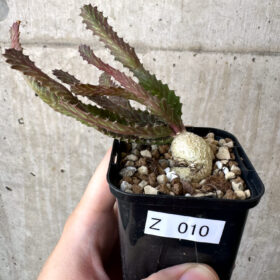 【現品限り】ユーフォルビア・ステラータ 飛竜【Z10】 Euphorbia stellata【植物】塊根植物 夏型 コーデックス