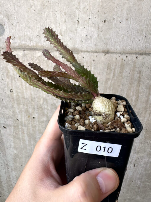 【現品限り】ユーフォルビア・ステラータ 飛竜【Z10】 Euphorbia stellata【植物】塊根植物 夏型 コーデックス