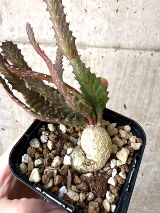 【現品限り】ユーフォルビア・ステラータ 飛竜【Z10】 Euphorbia stellata【植物】塊根植物 夏型 コーデックス - 画像 (2)
