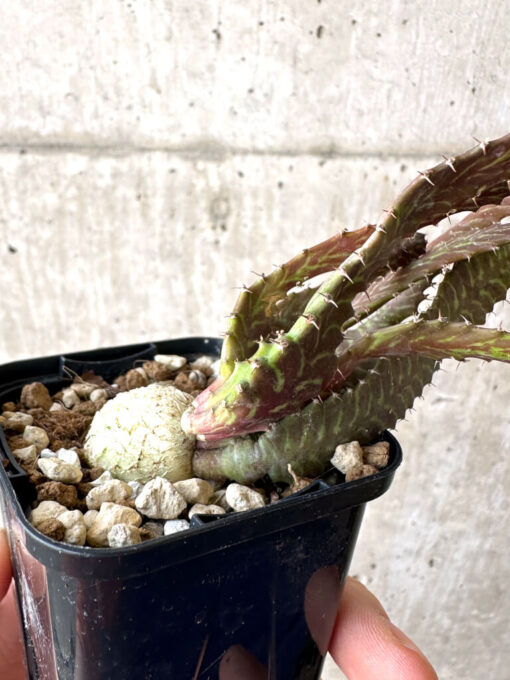 【現品限り】ユーフォルビア・ステラータ 飛竜【Z10】 Euphorbia stellata【植物】塊根植物 夏型 コーデックス - 画像 (3)