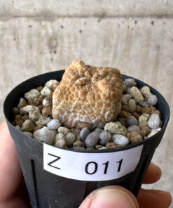 【現品限り】プセウドリトス・クビフォルメ【Z11】 Pseudolithos cubiforme【植物】塊根植物 夏型 コーデックス