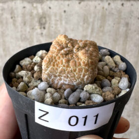 【現品限り】プセウドリトス・クビフォルメ【Z11】 Pseudolithos cubiforme【植物】塊根植物 夏型 コーデックス