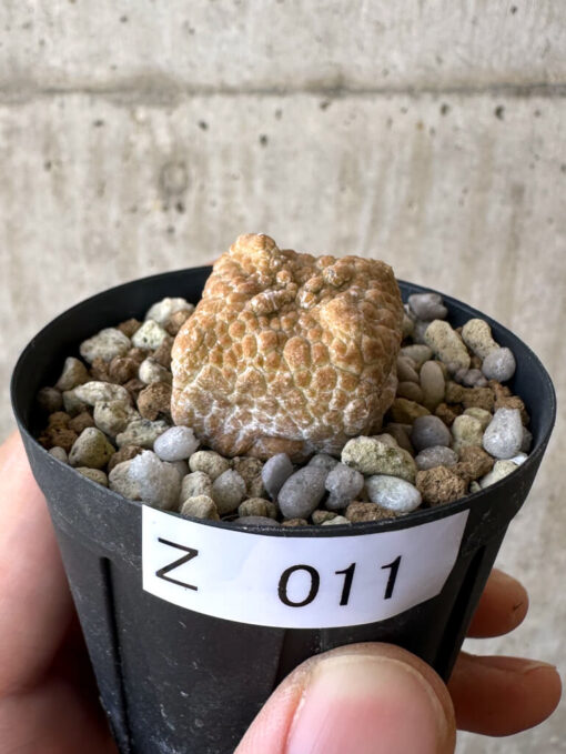 【現品限り】プセウドリトス・クビフォルメ【Z11】 Pseudolithos cubiforme【植物】塊根植物 夏型 コーデックス