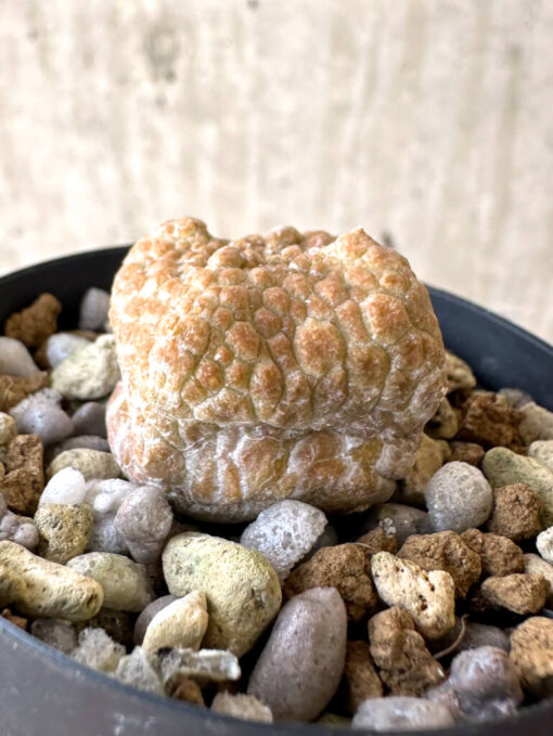 【現品限り】プセウドリトス・クビフォルメ【Z11】 Pseudolithos cubiforme【植物】塊根植物 夏型 コーデックス - 画像 (3)