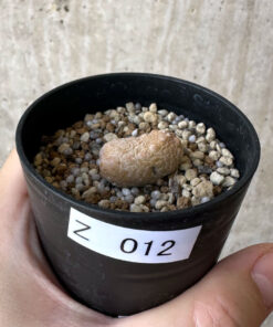 【現品限り】プセウドリトス・カプトヴィペラエ【Z12】 pseudolithos caput viperae【植物】塊根植物 夏型 コーデックス