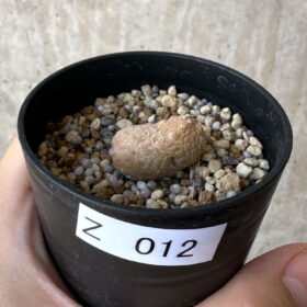 【現品限り】プセウドリトス・カプトヴィペラエ【Z12】 pseudolithos caput viperae【植物】塊根植物 夏型 コーデックス