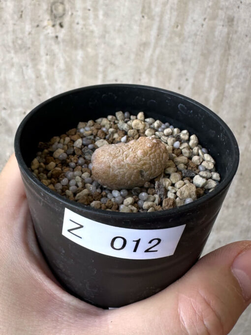 【現品限り】プセウドリトス・カプトヴィペラエ【Z12】 pseudolithos caput viperae【植物】塊根植物 夏型 コーデックス