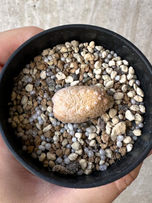 【現品限り】プセウドリトス・カプトヴィペラエ【Z12】 pseudolithos caput viperae【植物】塊根植物 夏型 コーデックス - 画像 (2)