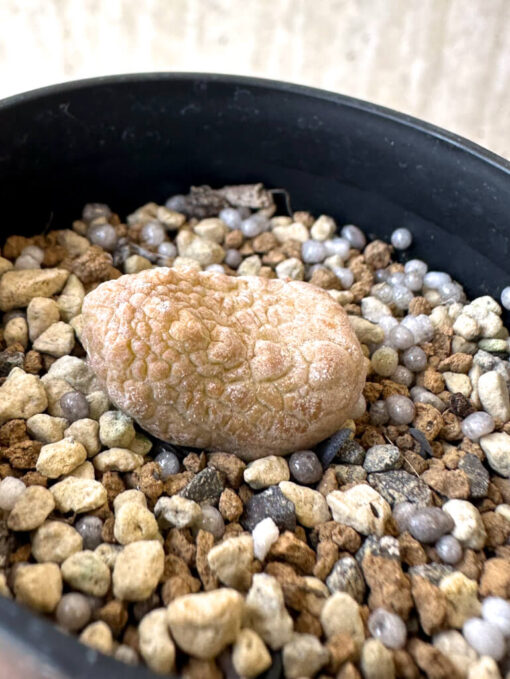 【現品限り】プセウドリトス・カプトヴィペラエ【Z12】 pseudolithos caput viperae【植物】塊根植物 夏型 コーデックス - 画像 (3)