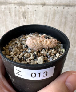 【現品限り】プセウドリトス・カプトヴィペラエ【Z13】 pseudolithos caput viperae【植物】塊根植物 夏型 コーデックス
