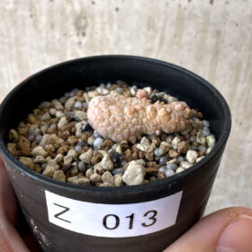 【現品限り】プセウドリトス・カプトヴィペラエ【Z13】 pseudolithos caput viperae【植物】塊根植物 夏型 コーデックス