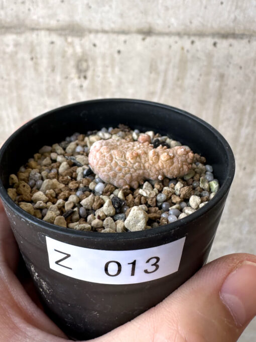 【現品限り】プセウドリトス・カプトヴィペラエ【Z13】 pseudolithos caput viperae【植物】塊根植物 夏型 コーデックス