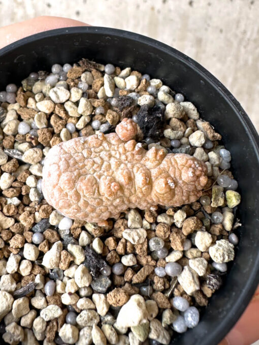 【現品限り】プセウドリトス・カプトヴィペラエ【Z13】 pseudolithos caput viperae【植物】塊根植物 夏型 コーデックス - 画像 (2)