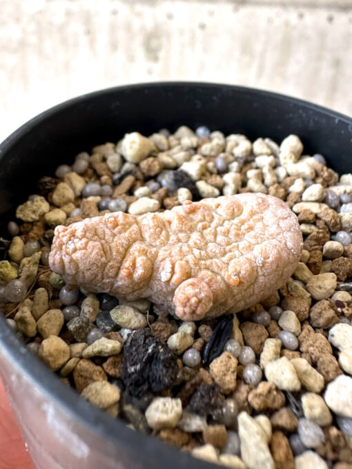 【現品限り】プセウドリトス・カプトヴィペラエ【Z13】 pseudolithos caput viperae【植物】塊根植物 夏型 コーデックス - 画像 (3)