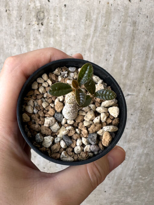 【現品限り】ドルステニア・ギガス 実生【Z14】 Dorstenia gigas【植物】塊根植物 夏型 コーデックス - 画像 (2)