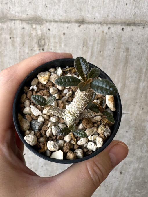 【現品限り】ドルステニア・ギガス 実生【Z15】 Dorstenia gigas【植物】塊根植物 夏型 コーデックス - 画像 (2)