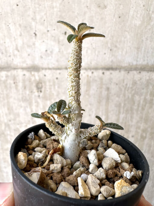 【現品限り】ドルステニア・ギガス 実生【Z15】 Dorstenia gigas【植物】塊根植物 夏型 コーデックス - 画像 (3)