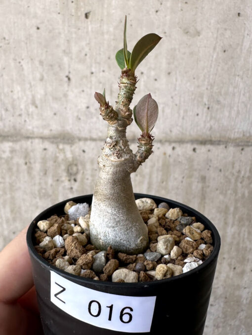 【現品限り】アデニウム・アラビカム【Z16】 Adenium arabicum【植物】塊根植物 夏型 コーデックス