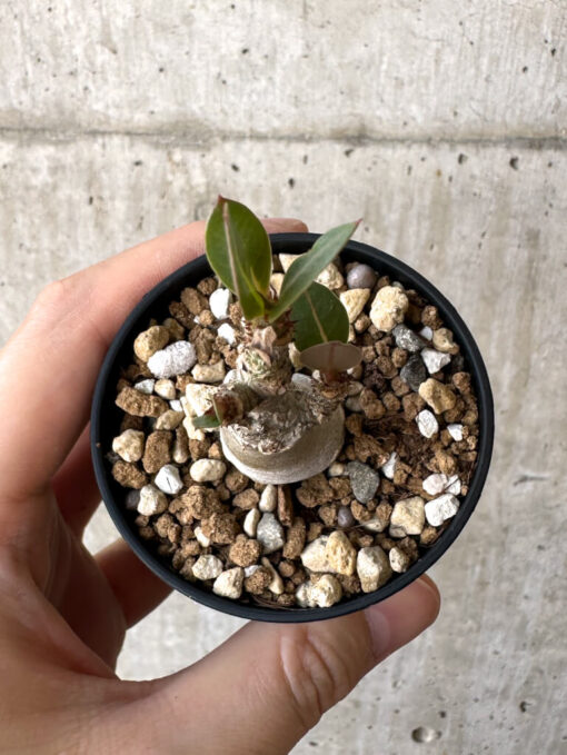 【現品限り】アデニウム・アラビカム【Z16】 Adenium arabicum【植物】塊根植物 夏型 コーデックス - 画像 (2)