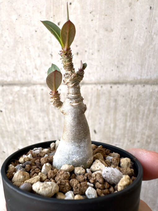 【現品限り】アデニウム・アラビカム【Z16】 Adenium arabicum【植物】塊根植物 夏型 コーデックス - 画像 (3)