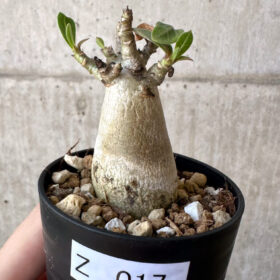 【現品限り】アデニウム・アラビカム【Z17】 Adenium arabicum【植物】塊根植物 夏型 コーデックス